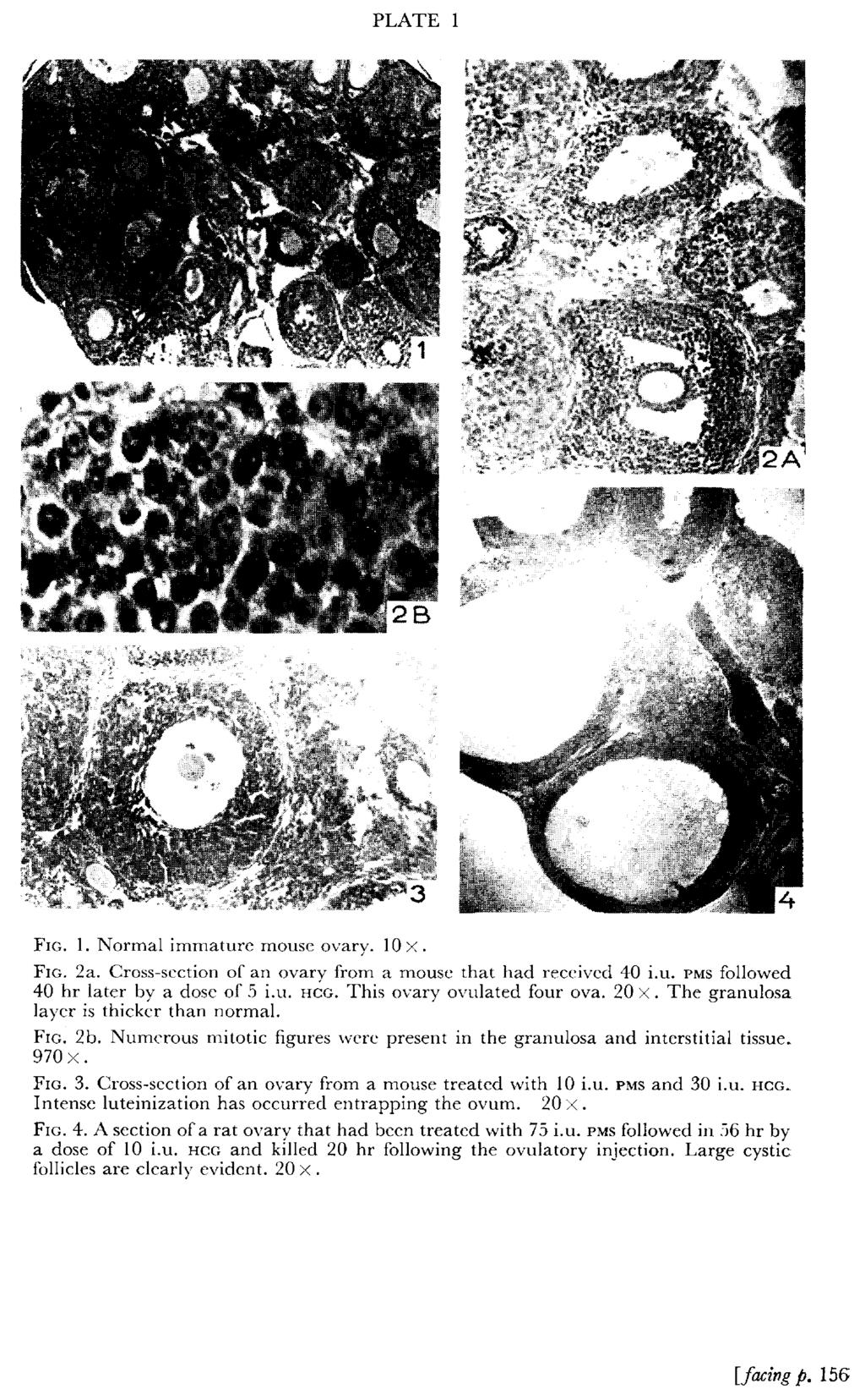 PLATE 1 Fig. 1. Normal immature mouse ovary.. Fig. 2a.