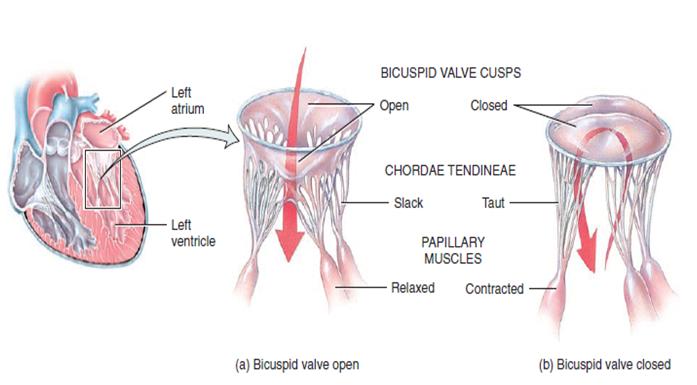 2-The mitral valve 2-The mitral valve v Has two cusps, anterior and posterior.