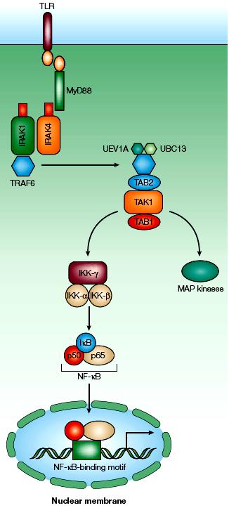 TLR/NF-kB pathway NF-kB by Toll-like receptors TLR: Toll-Like Receptor NF-kB: Nuclear Factor Kappa-light-chain-enhancer of activated B cells