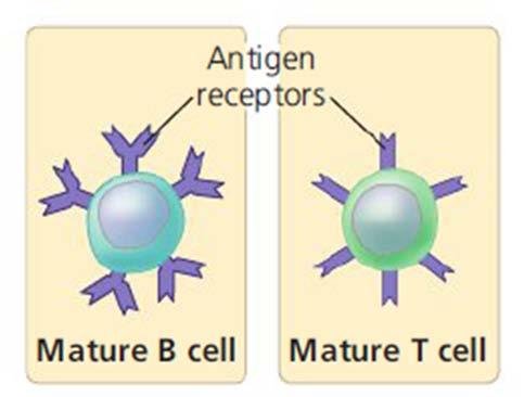 Antigens Antigens are substances that can