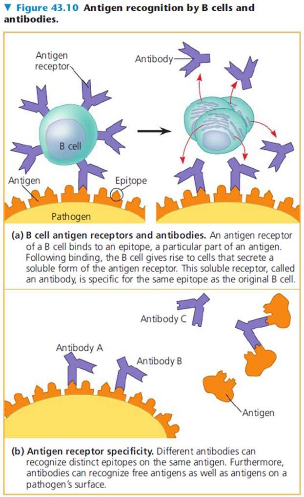 Antibody Binding of a B cell antigen receptor to an antigen is an early step in B cell activation This gives rise to cells that secrete a soluble form of the protein