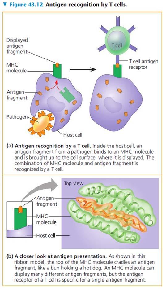 Antigen Recognition by T Cells Each T cell receptor consists of two different polypeptide chains (called α and β) The tips of the
