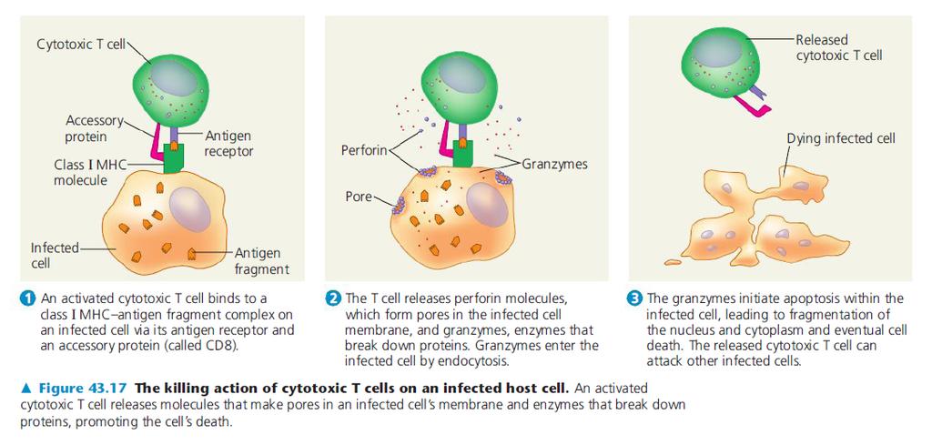 Killing action of T Cells