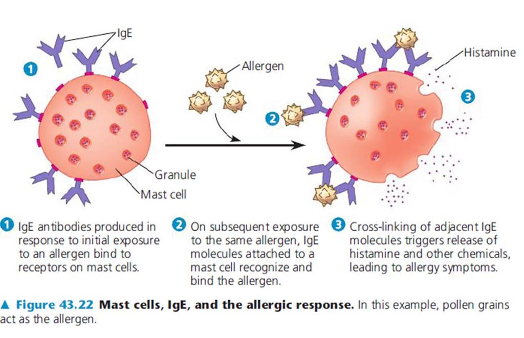 Allergy The next time the allergen enters the body, it binds to mast cell associated IgE molecules Mast cells release histamine and other mediators that cause