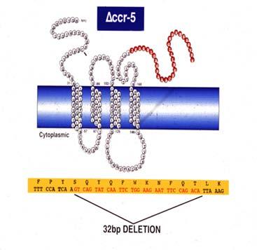 The first ARG (AIDS Restriction Gene) gene identified
