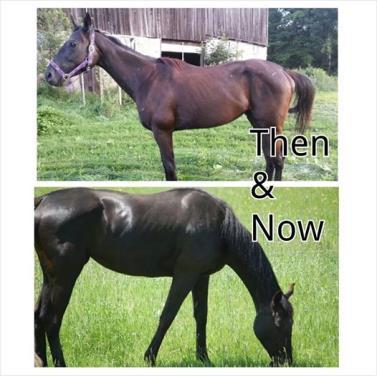 The grass accumulates sugars in the stem base in an attempt to fuel regrowth, resulting in plants that are both more easily digested and sweeter to hungry horses.