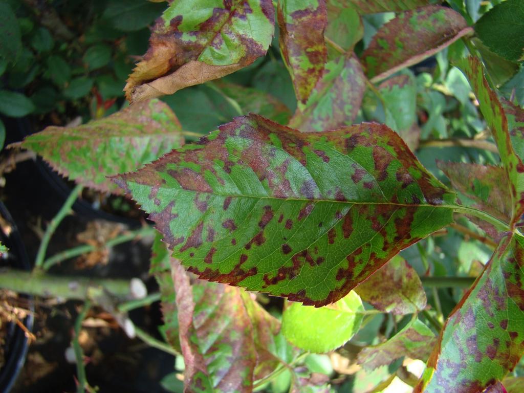 Foliar symptom at later stages resembles like a spray burn.