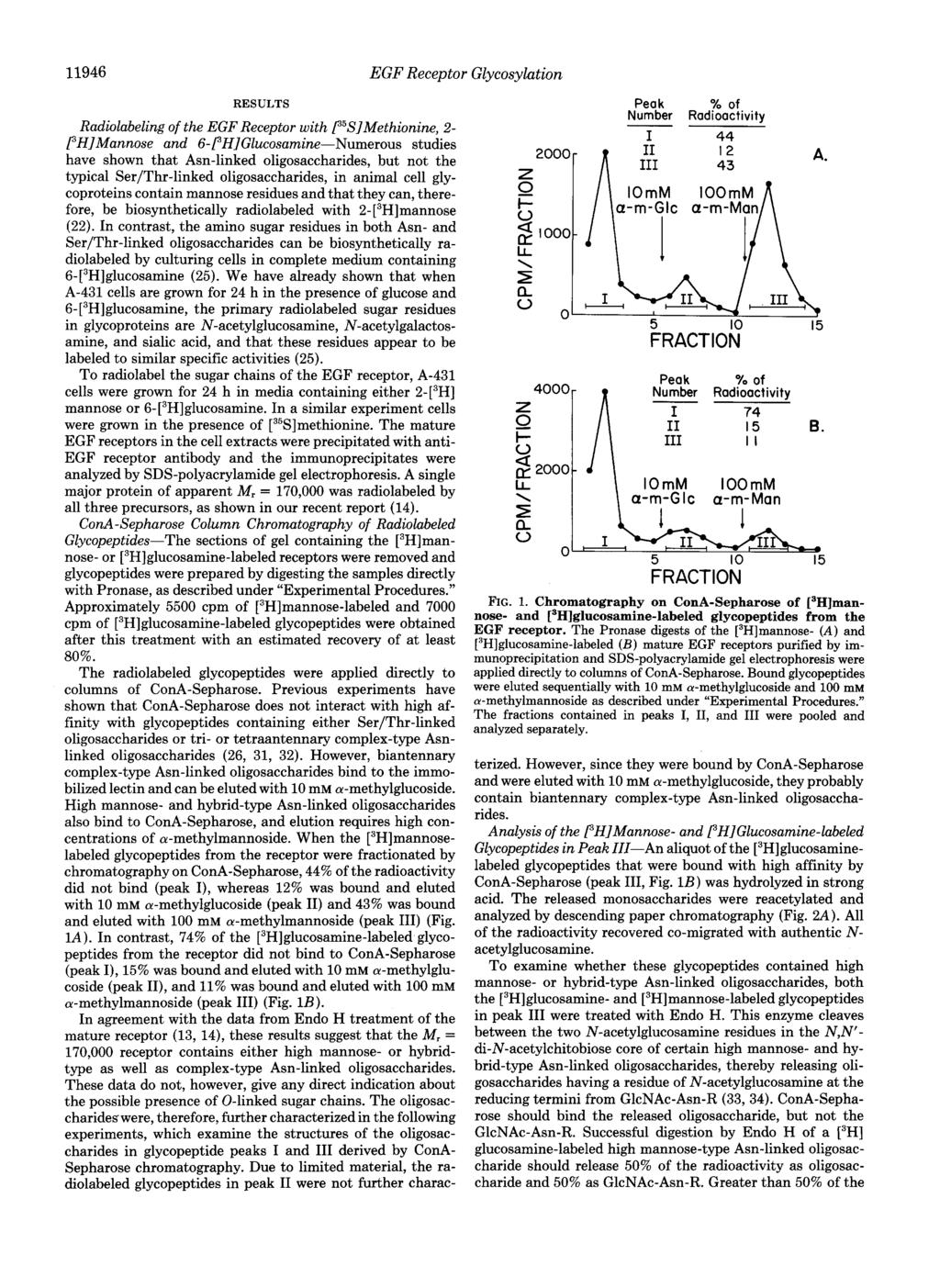 11946 Glycosylution EGF Receptor RESULTS Radiolabeling of the EGF Receptor with f5s]methionine, 2- PHIMannose and 6-fH]Glucosamine-Numerous studies have shown that Asn-linked oligosaccharides, but