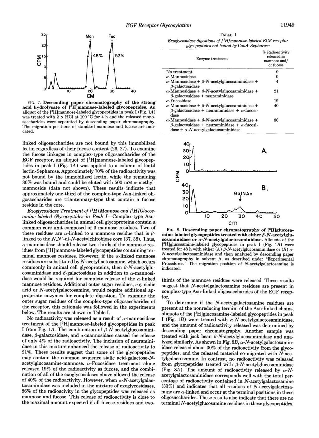 25r Man Fuc A ir CM FIG. 7. Descendingpaperchromatography of thestrong acid hydrolysate of [3H]mannose-labeled glycopeptides. An aliquot of the [3H]mannose-labeled glycopeptides in peak I (Fig.