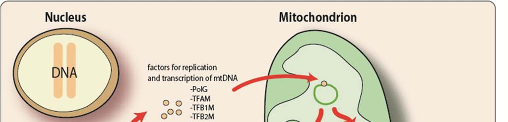 MtDNA