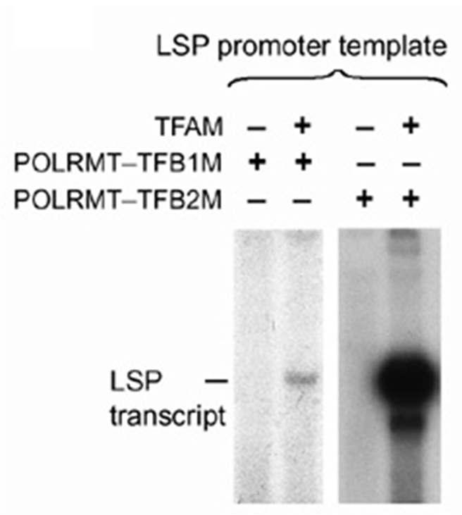 Reconstituted mtdna transcription system CSB TFBM TFAM POLRMT F