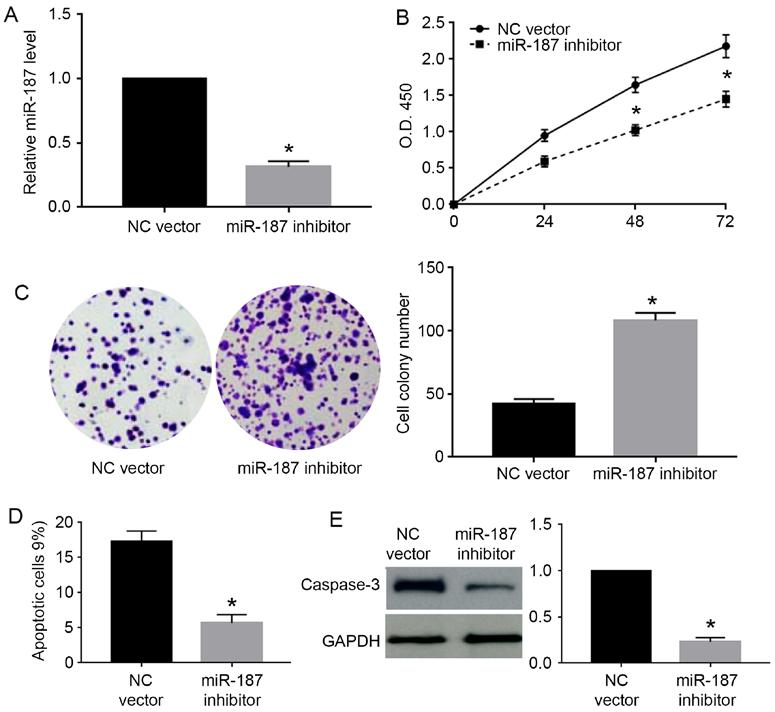 1980 Liang et al: mir-187 in cervical cancer Figure 4. mir-187 inhibition promotes the proliferation and prevents apoptosis of Caski cells.
