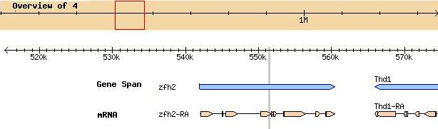 Synteny Figure 22 shows a map of synteny centered around exon 1 of Zfh2. The top sequence shows the dot chromosome (chromosome 4) of D. melanogaster with Zfh2 spanning over a 20 kb region.