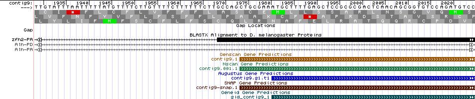Having identified Feature 1 as the ortholog of Zfh2, I proceeded to find the nucleotide and amino acid sequences of the experimentally validated protein on Gene Record Viewer.