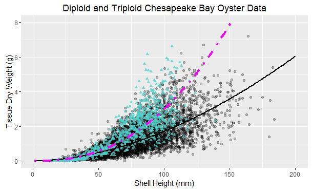 Overall, triploid oysters had more biomass at smaller shell heights than diploid oysters