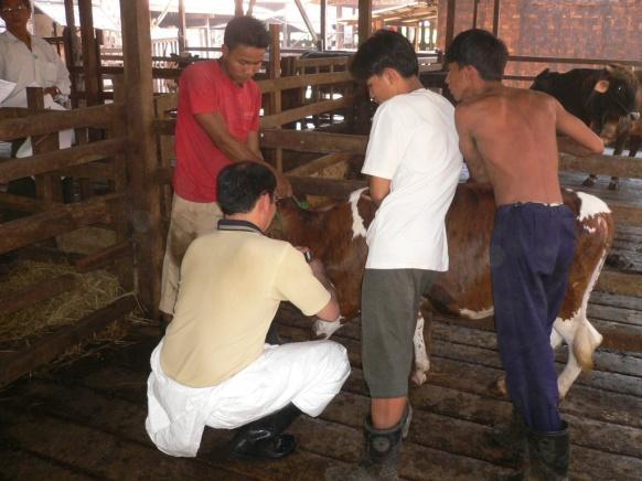 Re-Start of FMD Vaccination Program in Central Myanmar Under