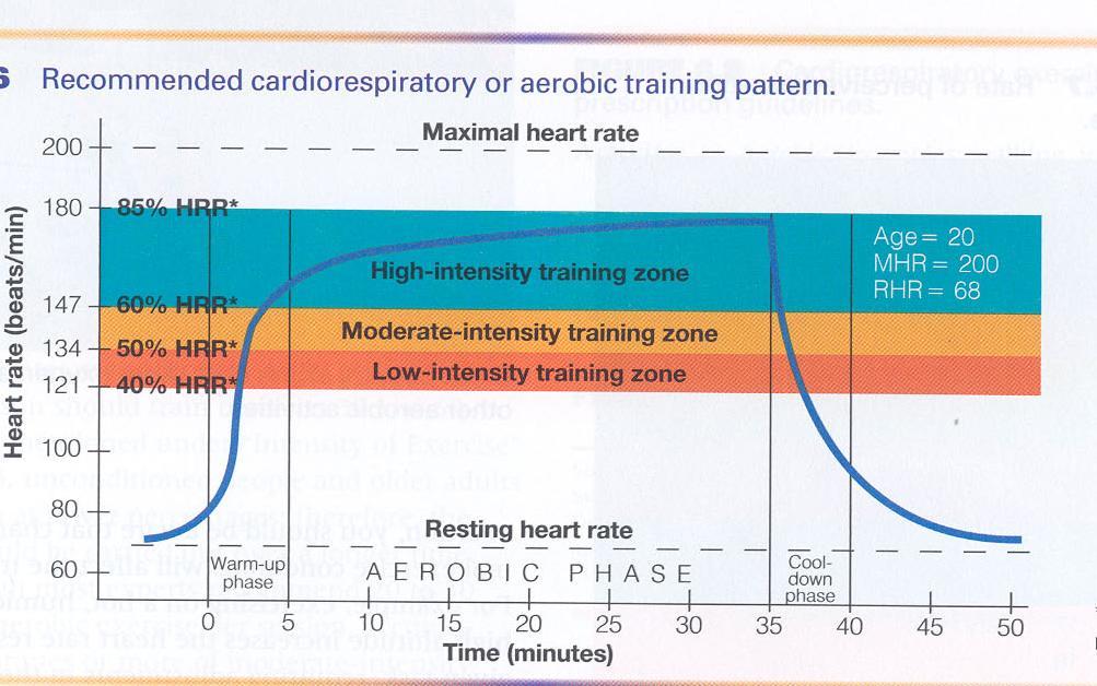 Following training, there is a cool down period to bring the HR back to normal.