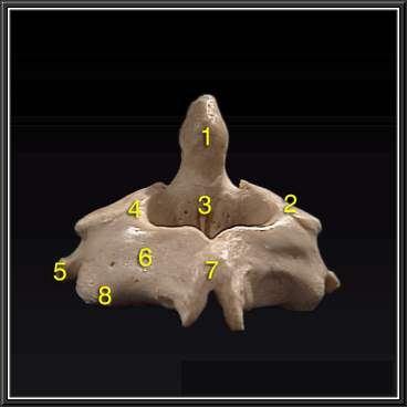 of atlas, 7- Transverse process, 8- Articular facet for base of skull).