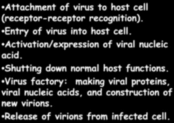Viral reproduction: steps in the process Attachment of virus to host cell (receptor-receptor recognition). Entry of virus into host cell.