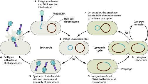 Viral interaction with the host genome: the phage and lysogeny/lytic example. Figure 17.8 Two lifestyles available.