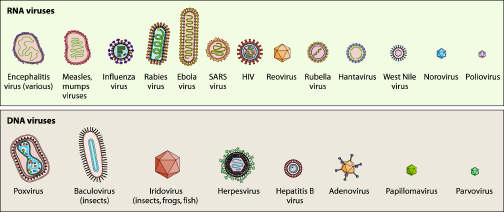 Viruses: