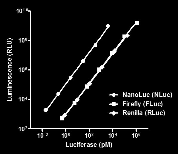 Transfected Luciferase Reporters NanoLuc Luciferase is ~100-fold brighter in cells too!