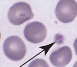 Characteristics of Platelets Known also as thrombocytes. Smallest of the circulating formed elements diameter 1 to 4 m.