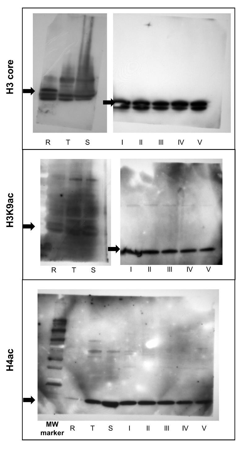 Supplementary Figure S4. Full-length western blots for H3Core, H3K9ac and H4ac.