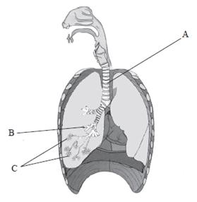 (ii) Which of the following statements describes the correct passage of air into the lungs?