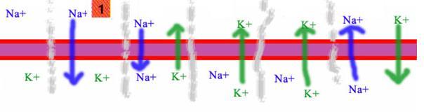 1. Rising phase The voltage gated sodium channels will open-up if the voltage threshold was reached by