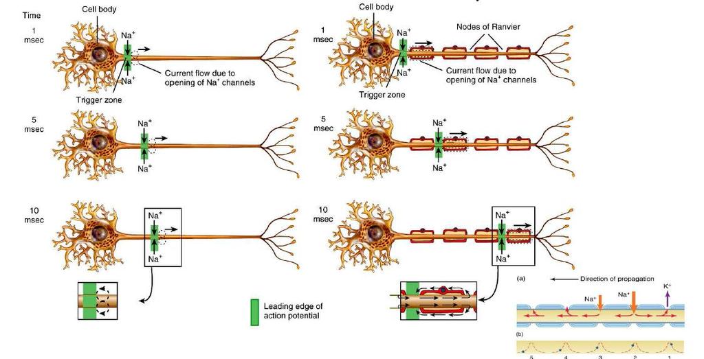 Propagation of action potencial Unmyelinated axon Myelinated axon Slow propagation
