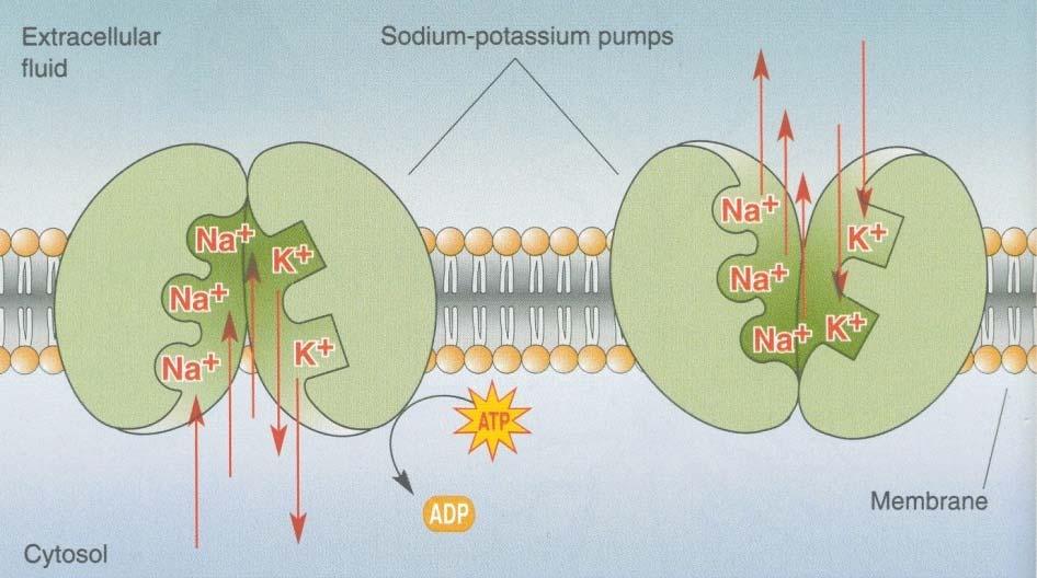 Active channel: sodium-potassium pump Remove 3 Na + for every 2 k + outside K+ Na+ inside K+