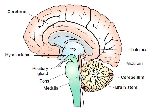 Brain Cerebrum ( 大腦 ) Receives and processes conscious sensation Generates thought, and controls conscious activity Hypothalamus ( 丘腦下部 ) controls most vegetative and endocrine functions, including