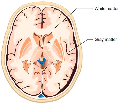 Cerebrum Gray matter refer to