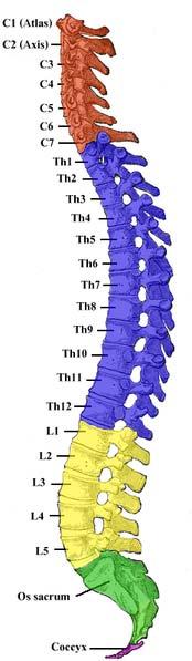 Tetraplegia (Quadiplegia) Cervical (neck) injuries usually result in four limb paralysis.