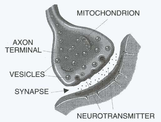 Axon ( 軸突 )