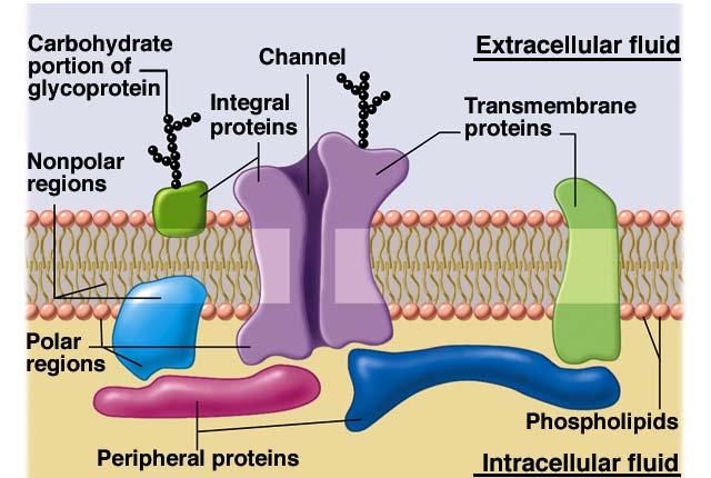 Origin of biopotentials Na + Cl - Extracellular