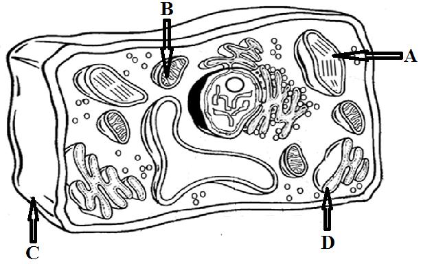 54. What properties do mitochondria and chloroplasts have in common? Use the diagram of the cell below to answer the next TWO questions. 55.