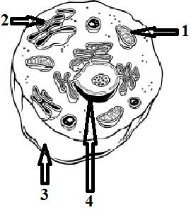 58. In attempt to visualize the fluid mosaic model of a membrane, we could describe the as floating in a sea of. Use the diagram of the cell below to answer the next THREE questions. 59.
