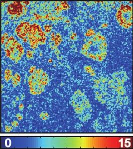 (aminoacridine, sprayed) Measurement pitch: 10 µm Measuring points: 200 200 (40,000 points) MS Images GSH GSSG 10.0 4.