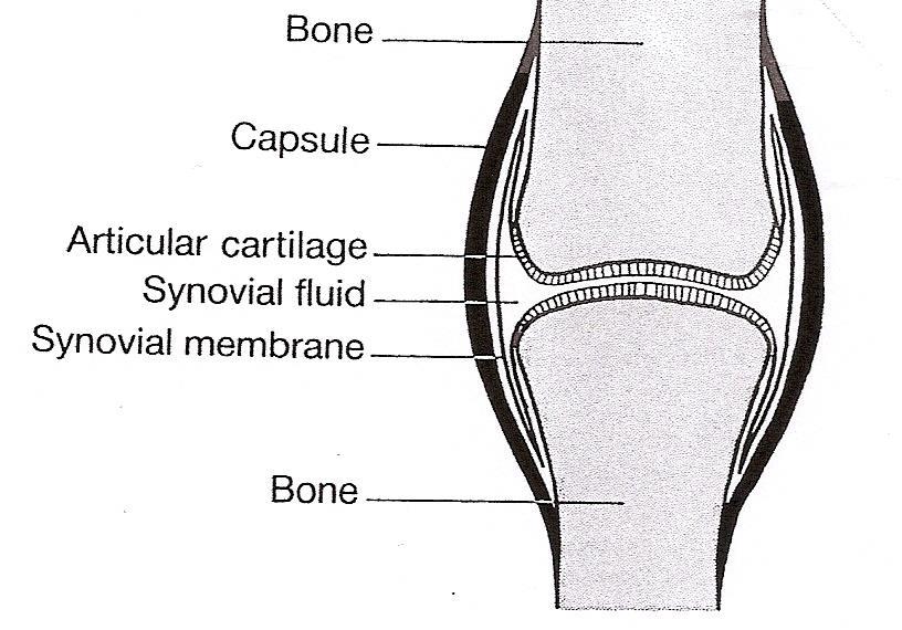 Functions of synovial fluid Lubricating the joints Reducing friction in the joints Supplying nutrients to the joints Removing metabolic wastes Removing microbes and debris via phagocytic cells There