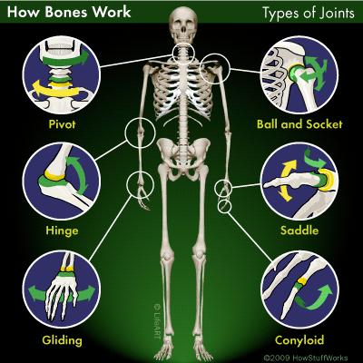 Name of Joint Ball and Socket Hinge Gliding Pivot Saddle Condyloid Examples Hip and shoulder joint Elbow, knee, ankle, wrist Interphalangeal joints (joints between phalanges of fingers & toes)