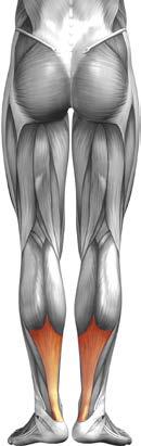 Fig. 2 shows two different images of muscle in the legs. 4 X Y 6.