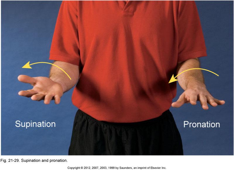 Actions and Articulations Supination Lateral rotation of the forearm so that the palm