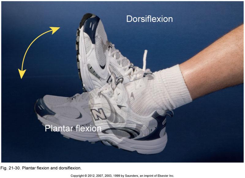 Actions and Articulations Plantarflexion Extension of the ankle such that the toes are