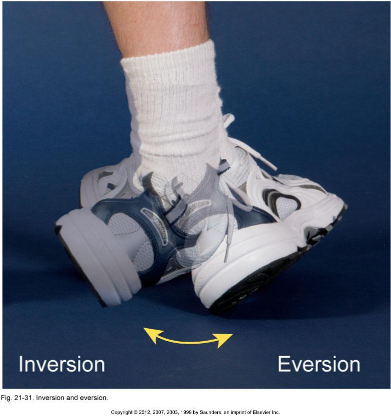 Actions and Articulations Inversion Elevation of the medial, edge of the foot.