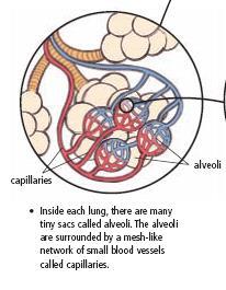 Connections between the Circulatory and Respiratory Systems The circulatory and respiratory systems work