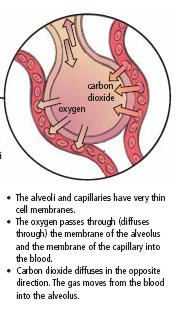 and delivers it to body cells and the blood picks up carbon dioxide from the cells and delivers it to the