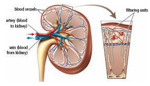 Connections between the Circulatory and Excretory Systems The kidneys help remove waste from the body (excess sodium, dissolved carbon dioxide, and nitrogencontaining compounds called urea and uric
