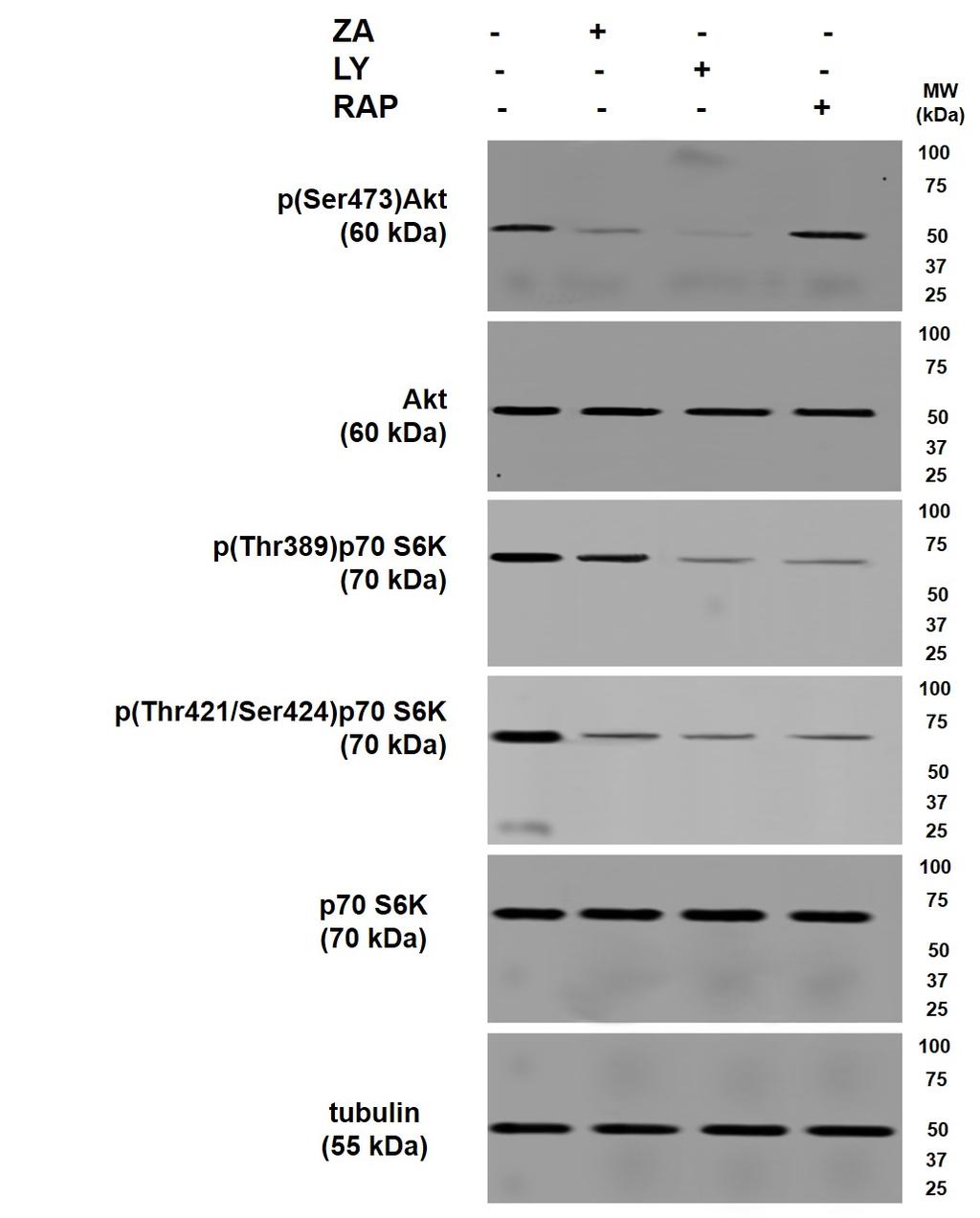 Supplementary Figure 7. Modulation of PI3K/Akt/mTOR signalling pathway in DC.